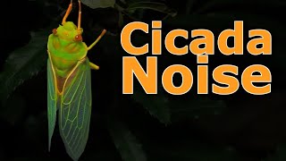 Cicadas Bug Noise Nature Ambient Sound  ASMR Australia [upl. by Feune]