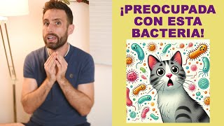 ¿Qué es la infección bacteriana de Staphylococcus aureus en gatos [upl. by Atekehs220]