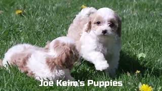 Joe Keims Cavapoo Puppies [upl. by Marasco280]