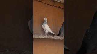 Sialkoti motiyon Wala orignal kabootar  Sialkoti Pigeons shorts sialkotipigeonbreed viral trend [upl. by Eak]