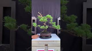 Bonsai Cemara Sinensis bonsai bonsaicemara bonsaicemarasinensis [upl. by Avilys]