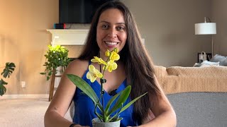 Caring for a new orchid and what to do when the blooms fall off [upl. by Yekram]