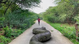 Biggest Snake Ever Found in Real Life HD Video TB FILMS [upl. by Reivaj227]