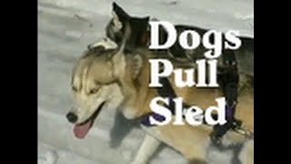 Siberian Husky Pull a Canadian KickSled [upl. by Monaco]