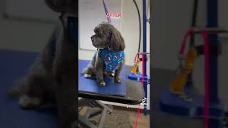 GriffBrussels Griffon Mix🥰before amp afterSubscribe for grooming videos donnathedoggroomer [upl. by Yatnahs]