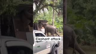 Elephant attack [upl. by Leandra]