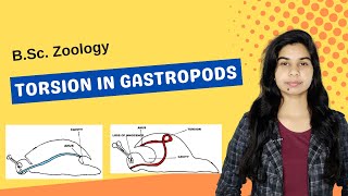 TORSION IN GASTROPODS  B Sc  Zoology [upl. by Royall]