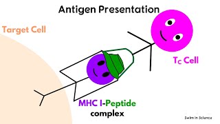 Antigen processing and presentationCytosolic or Endogenous pathway [upl. by Unhsiv16]