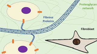 The Extracellular Matrix [upl. by Yauq]