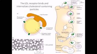 Cholesterol internalization by LDL receptor [upl. by Kimon833]