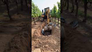 Excavator discovers giant snake colony in vineyard [upl. by Earissed16]