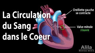 La Circulation du Sang dans le Coeur Animation [upl. by Ojillib]