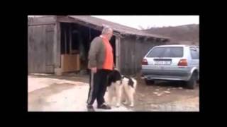 LOST SHEPHERD DOG IN BULGARIA [upl. by Lankton]