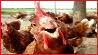 FUNNY Roosters Crowing Compilation ✔ [upl. by Ahsiekit]