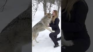 GIRL HOWLS WITH GIANT WOLVES [upl. by Buerger17]