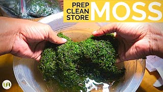 Preparing cleaning and storing moss for terrarium and other botanical projects [upl. by Fitalludba7]