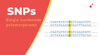 Single Nucleotide Polymorphisms SNPs [upl. by Eppilihp]