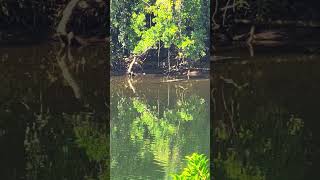 Huge Saltwater Crocodile spotted on the trip back from Cooktown [upl. by Dranoel925]