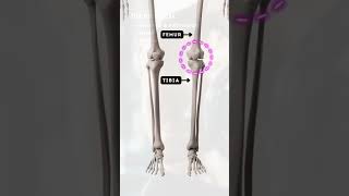 Types of SYNOVIAL JOINT Hinge Ball amp Socket  OCR GCSE PE  The SKELETAL System 11 [upl. by Kassity]