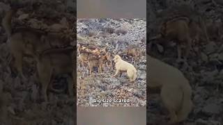 Coyote Encounter Brave Great Pyrenees STANDS FEARLESS [upl. by Rolph]