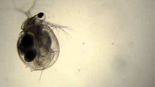 Ceriodaphnia dubia [upl. by Town922]