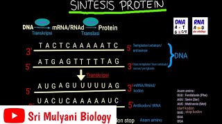 Sintesis protein penerjemahan kode genetik Biologi XII SMA [upl. by Animsaj921]