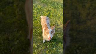 Border collie border pets bordercollie dog tricks train тренировка бордерколли трюки [upl. by Brandt]