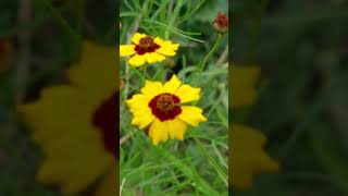 残暑続く・・・ ⑭  1 ハルシャギク！ Coreopsis [upl. by Levey]