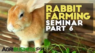 Rabbit breeding  Rabbit farming seminar part 6 Agribusiness [upl. by Niryt410]