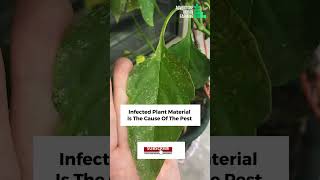 Causes of pest attack on plants  What are the reasons for pest attack in plants [upl. by Ushijima]