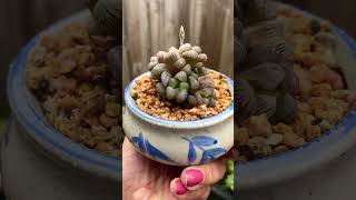 Haworthia cooperi haworthia succulent cutepots succulentobsession succulentplant plants [upl. by Lifton]