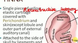 ENT LECTURES anatomy of ear THE EXTERNAL EAR [upl. by Christyna578]