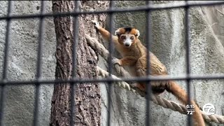 Fall Fest at the Detroit Zoo is under way [upl. by Yerrok]