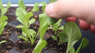 How to Grow Lettuce From Seed Indoors amp Harvest in One Month  LucasGrowsBest [upl. by Stewart]