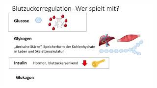 Lernvideo BlutzuckerRegulation 1 [upl. by Yznil831]