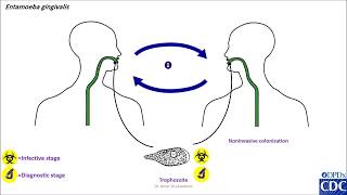 Entamoeba gingivalis life cycle [upl. by Lozar]