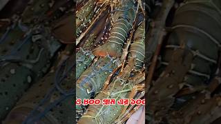 Lobster 700800gm 1000 TK  3KG Koral with BBQ 3500 TK lobster seafood dhakastreetfood koralbbq [upl. by Odom740]