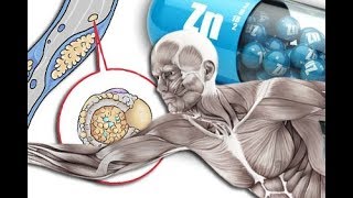 Zink Wirkungen und Mangelerscheinungen [upl. by Cirdet]