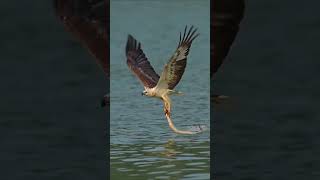 The osprey finally gave up WildbirdPhotography BirdRealShot WildAnimalZeroDistance shorts [upl. by Nnylf701]