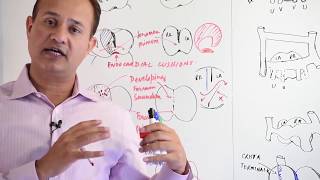 Atrial Development  Embryology [upl. by Dickens]