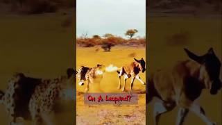 Deer Farts on Leopard wildlife shorts shortsviral commentary wildlifecomedy [upl. by Liu]