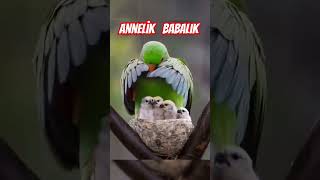 Annelik BabalikKoruyucu Aile Olmak Analar Babalar Çocuklar PsikologlarPedagoglar shortvideo [upl. by Sontag449]