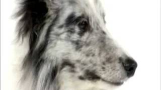 Dogs101 shetland Sheepdog [upl. by Eaves]