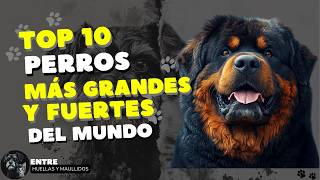 ¡Top 10 Razas de PERROS Más GRANDES y FUERTES del Mundo 🏋️🐾 dog dogs [upl. by Kari]