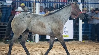 🔴 FINAL EM CUTIANO Rodeio da LAGOA LIMPA 2024 ITAJOBISP [upl. by Amehr216]