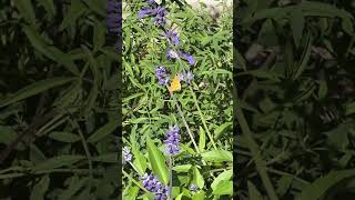 Long Tailed Skipper and Fiery Skipper Salvia variety is ‘Henry Duelberg’ [upl. by Eyk]