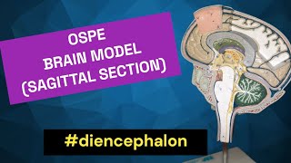 Diencephalon  Sagittal View of Brain  Thalamus  Hypothalamus  Epithalamus  Subthalamus [upl. by Tullusus]