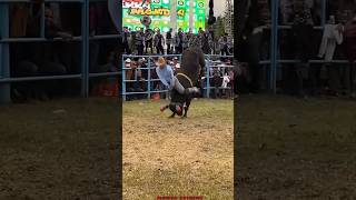 JARIPEO EXTREMO JUANITO DE TACUARO VS TORO EL MILAGRITO JR🐂💥 jaripeo shorts [upl. by Ahsat]