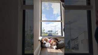 Beagle Dogs React to Human Taking Over Their Job [upl. by Armil]