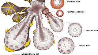 Glandular Epithelia  DRBYSON EM [upl. by Akanke]